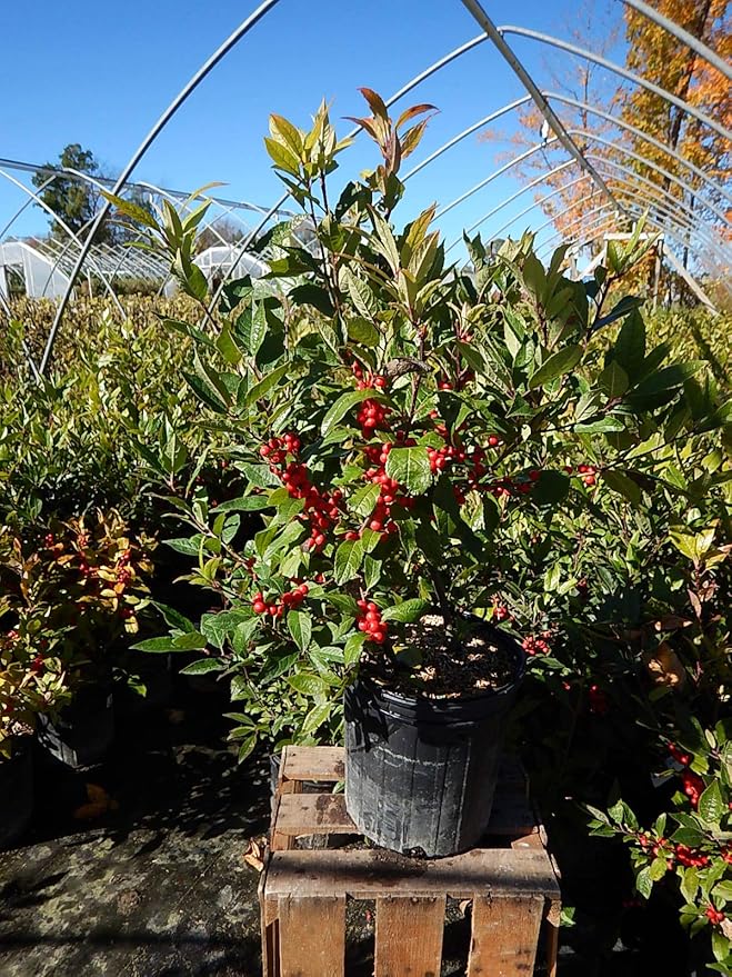 Ilex verticillata 'Winter Red' (Winterberry) Shrub, sm bright red fruit, #2 - Size Container
