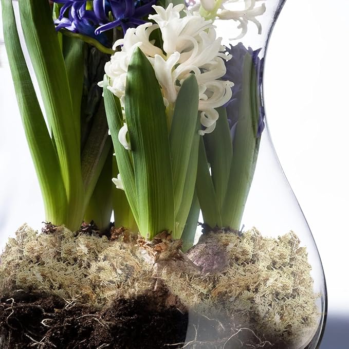 ZeeDix 500g Premium Sphagnum Moss for Plants, 25QT Natural Long Fibered Orchid Moss Sphagnum Peat Moss Bulk for Carnivorous,Orchid,Sarracenia,Succulent,Venus Fly Traps and Reptiles