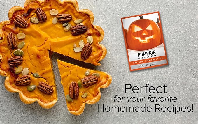 Gardeners Basics, Pumpkin Seeds for Planting (Jack O Lantern) Heirloom, Non-GMO Vegetable Variety- 2 Grams Seeds Great for Summer Pumpkin Gardens