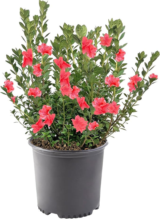 1 Gallon Fashion Azalea Shrub