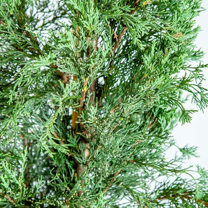 PERFECT PLANTS Italian Cypress Live Plant, 1-2', Includes Care Guide