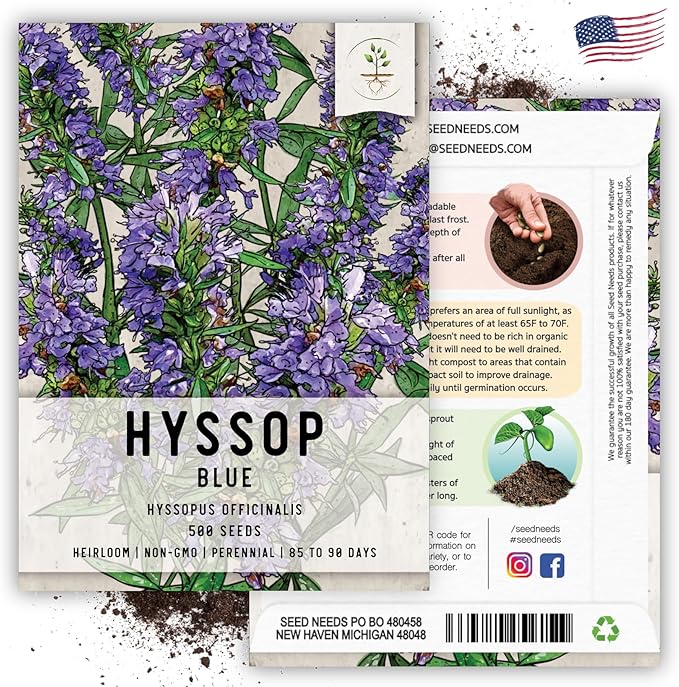 Seed Needs, Blue Hyssop Seeds - 500 Heirloom Seeds for Planting Hyssopus officinalis - Medicinal Herb for an Indoor/Outdoor Garden, Non-GMO & Untreated (2 Packs)