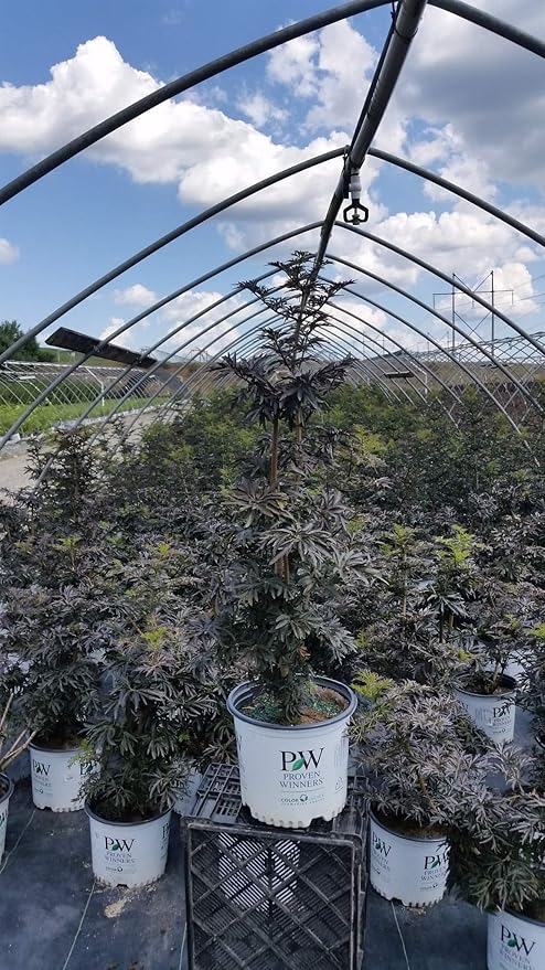 Sambucus nigra Strait-Laced (Elderberry) Shrub, 3-Size Container, Pink Flowers