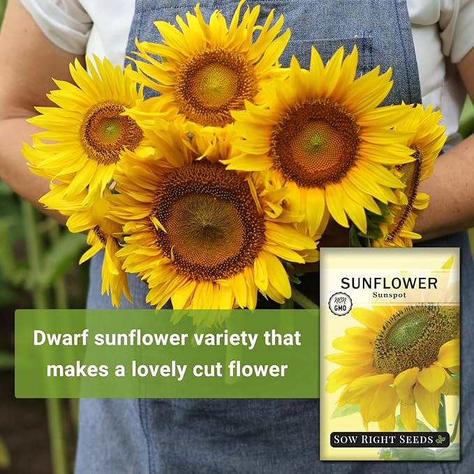 Sow Right Seeds - Sunspot Sunflower Seeds for Planting - Grow Giant Sunflowers in Your Garden - Non-GMO Heirloom Packet Instructions for Growing - Outdoor Sunflower Garden - Bright Yellow Blooms(1)
