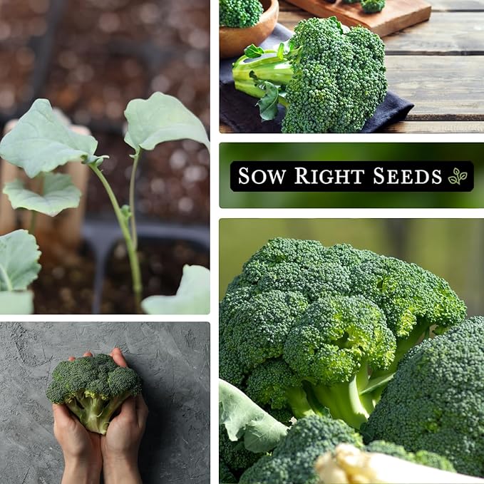 Sow Right Seeds - Waltham 29 Broccoli Seeds for Planting - Non-GMO Heirloom Packet with Instructions to Plant an Outdoor Home Vegetable Garden - Grow Your Own Fresh Green Broccoli - Great Gift (4)