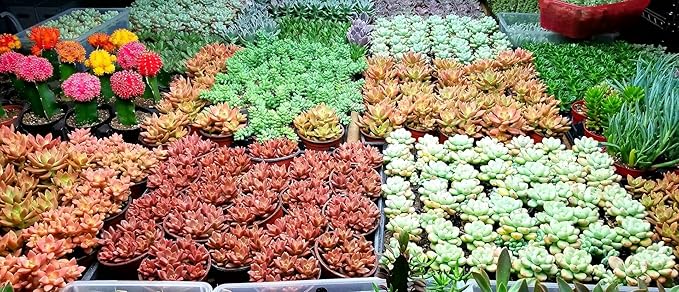 Premium Cacti and Succulent Potting Mix Soil - for Cactus Palm Tree Citrus Plant Grown in Gardening Containers - Indoors & Outdoors Use - with Natural Food/Fertilizer