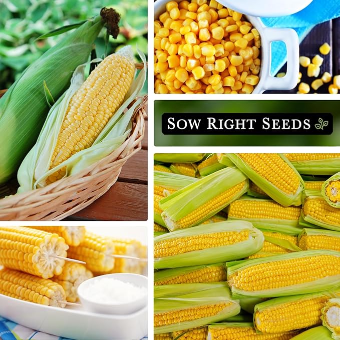 Sow Right Seeds - Bantam Sweet Corn Seed for Planting - 2 Ounce, 200 Seeds - Non-GMO Heirloom Bulk Packet with Instructions to Plant a Home Vegetable Garden - Grow Loads of Tall Sweet Yellow Corn