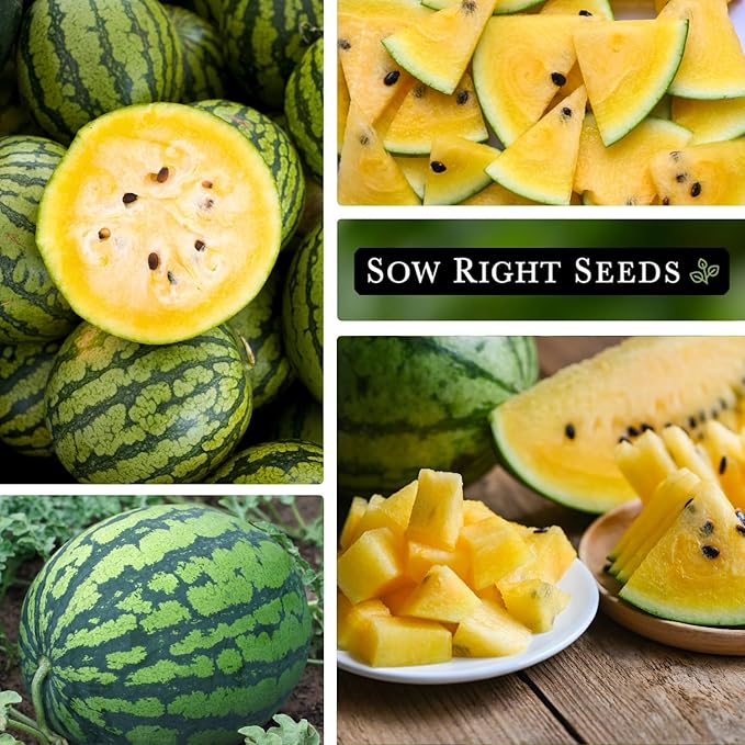 Sow Right Seeds - Yellow Crimson Sweet Watermelon Seed for Planting - Non-GMO Heirloom Packet with Instructions to Plant a Home Vegetable Garden - Rare Yellow Flesh Melon with Sweet Flavor (3)