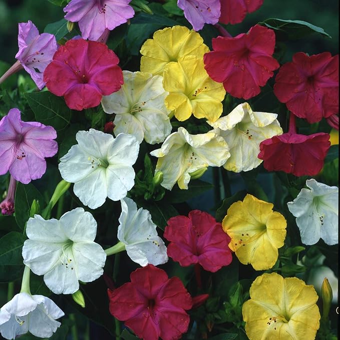Outsidepride 1/4 lb. Perennial Mirabilis Jalapa Four O' Clock Flower Seed Mix for Planting
