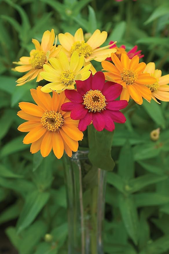 Burpee Pinwheel Mix Zinnia Seeds 150 seeds
