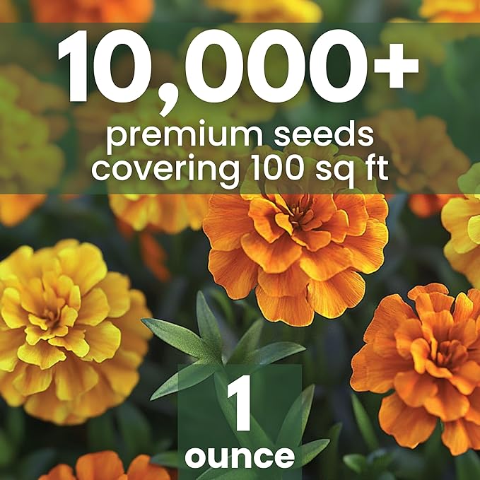 African Marigold Crackerjack - Large 1 Ounce Packet - 10,000 Flower Seeds for Planting - Tagetes erecta