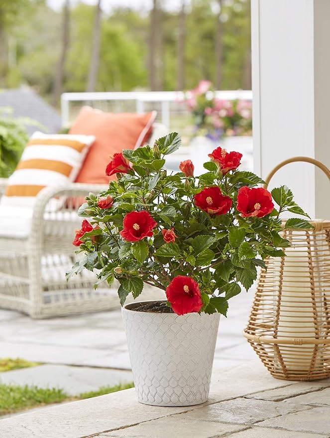 Costa Farms Premium Flowering Hibiscus Bush Grower Pot Live Outdoor Plant 36-Inches Tall, Grower's Choice