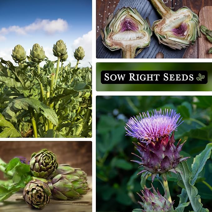 Sow Right Seeds - Artichoke Green Globe Seeds for Planting - Non-GMO Heirloom Packet with Instructions to Plant and Grow an Outdoor Home Vegetable Garden - Perennial - Tall with Edible Flower Buds (2)