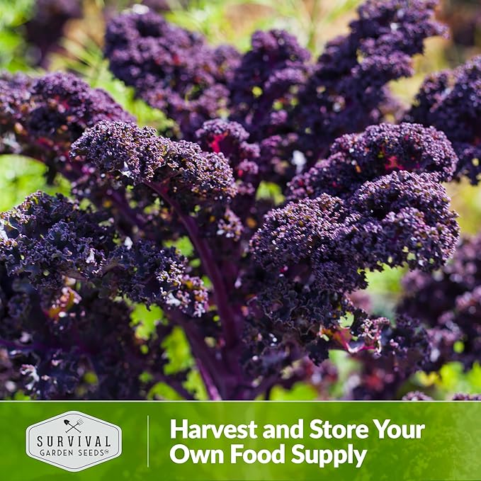 Scarlet Kale Seeds for Planting - 3 Packets with Instructions to Plant Edible & Ornamental Kale Vegetables in Your Home Food Garden - Non-GMO Heirloom Variety - Survival Garden Seeds