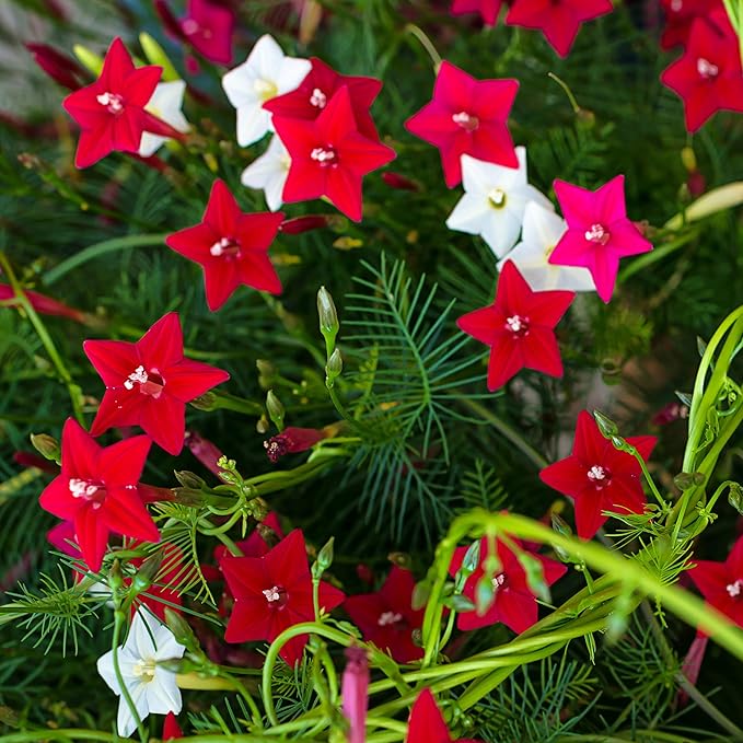 Outsidepride 200 Seeds Annual Cypress Vine Flower Seed Mix for Planting