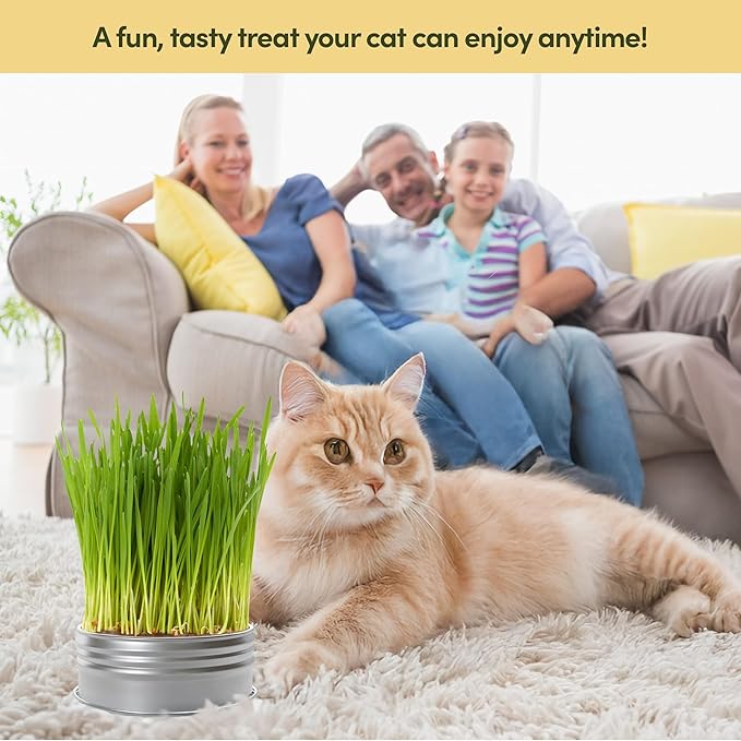 Grow Your Own Cat Grass for Indoor Cats Kit - 3 Complete Growing Kits - Plant Seeds, Pets Health Supplies Stuff - Gift for Pet Lover