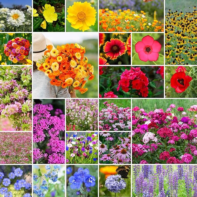 Eden Brothers Heirloom Flower Mixed Seeds for Planting, 1/4 lb, 120,000+ Seeds with Zinnia, Toadflax, Evening Primrose | Attracts Pollinators, Plant in Spring or Fall, Zones 3, 4, 5, 6, 7, 8, 9, 10