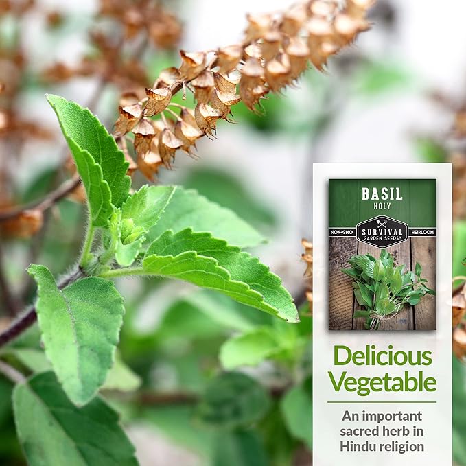 Survival Garden Seeds - Holy Basil Seed for Planting - 3 Packs with Instructions to Plant and Grow The Indian Sacred Herb Tulsi in Your Home Vegetable Garden - Non-GMO Heirloom Variety