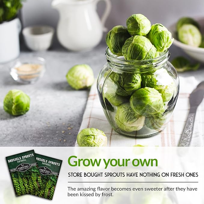 Survival Garden Seeds - Catskill Brussels Sprouts Seed for Planting - 3 Packs with Instructions to Plant and Grow Tasty Cruciferous Vegetables in Your Home Vegetable Garden - Non-GMO Heirloom Variety