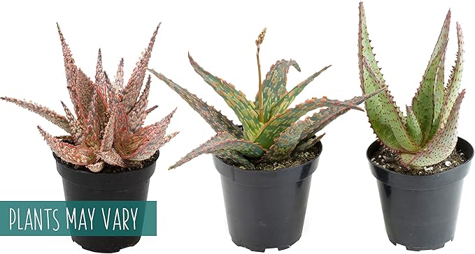 Live Aloe Plant Succulents (3 Pack), Succulents Plants Live in Potting Soil, Potted Succulents Live Plants, Star Aloe Plants Live in Cacti Pots, Cactus Plants Live Succulent Plants by Plants for Pets