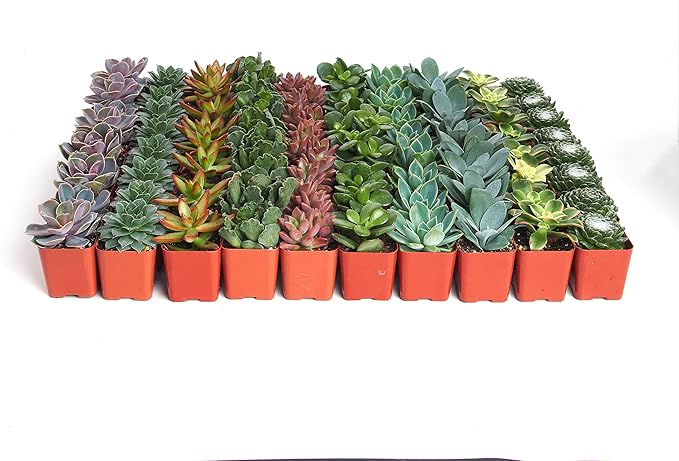 Shop Succulents Assorted Succulent Plant Pack Collection - Live Mini Succulent Plants, Low Maintenance, Mixture of Colors & Textures - Wedding and Party Favors, Gift & Garden, Pack of 64