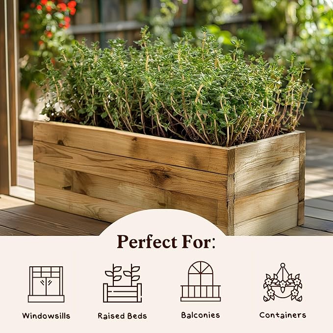 Organic Thyme Herb Seeds for Indoor Gardening or Planting Outdoors, Non-GMO and USDA Certified Herb Seed Packets, 250 Seeds/500 mg (Thyme)