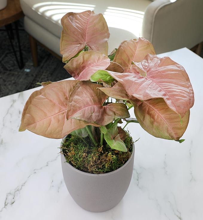 Arrowhead Plant/Syngonium Plant Live Plant Decor, Office Desk Plant, Live Indoor House Plants, Decorative Plants, House Plants Indoors Live Plants Indoor Plants Live Houseplants by Plants for Pets
