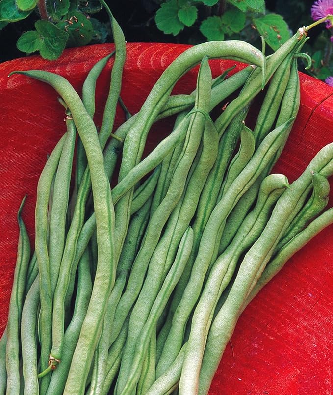 Burpee Fortex Pole Bean Seeds 2 ounces of seed