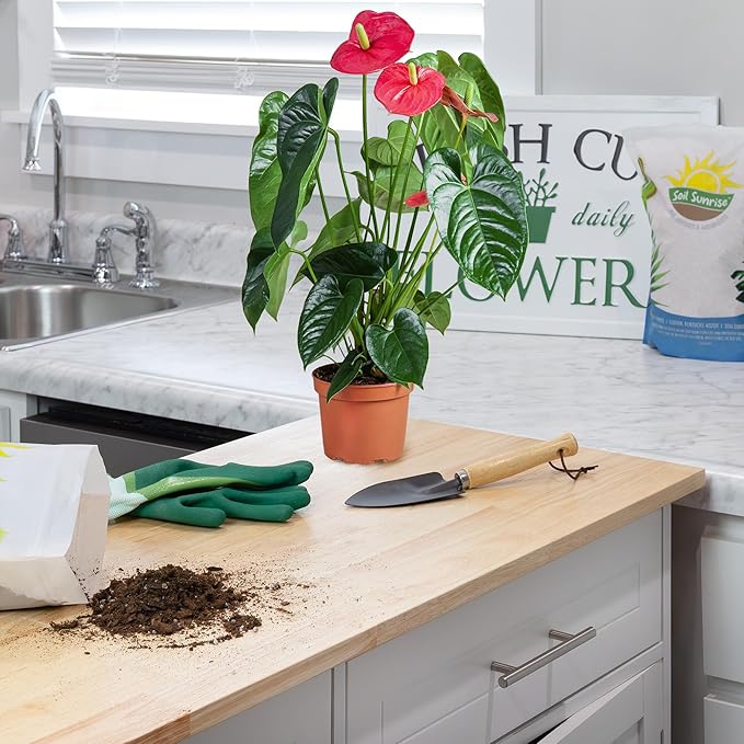 Anthurium Plant Potting Soil Mix (4 Quarts), Indoor Houseplant Custom Blend for Flowering Anthuriums