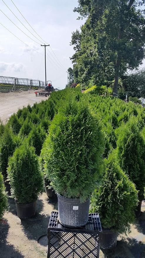 Live plant from Green Promise Farms Thuja occidentalis 'Smargd' Emerald Green Arborvitae Evergreen, 3 Size Container