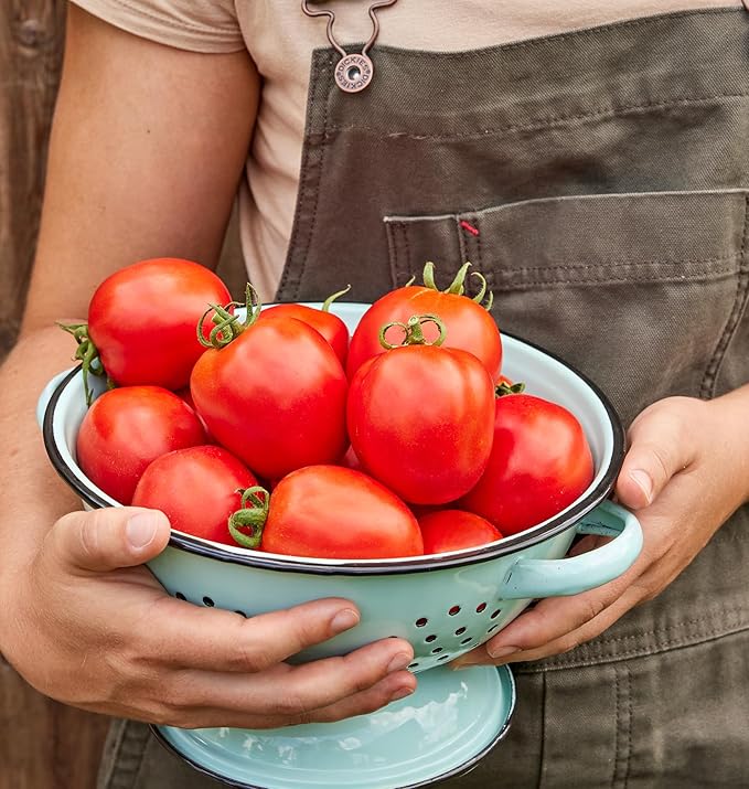 Burpee 'Fresh Salsa', Tomato Seeds, 30 Non-GMO Seeds