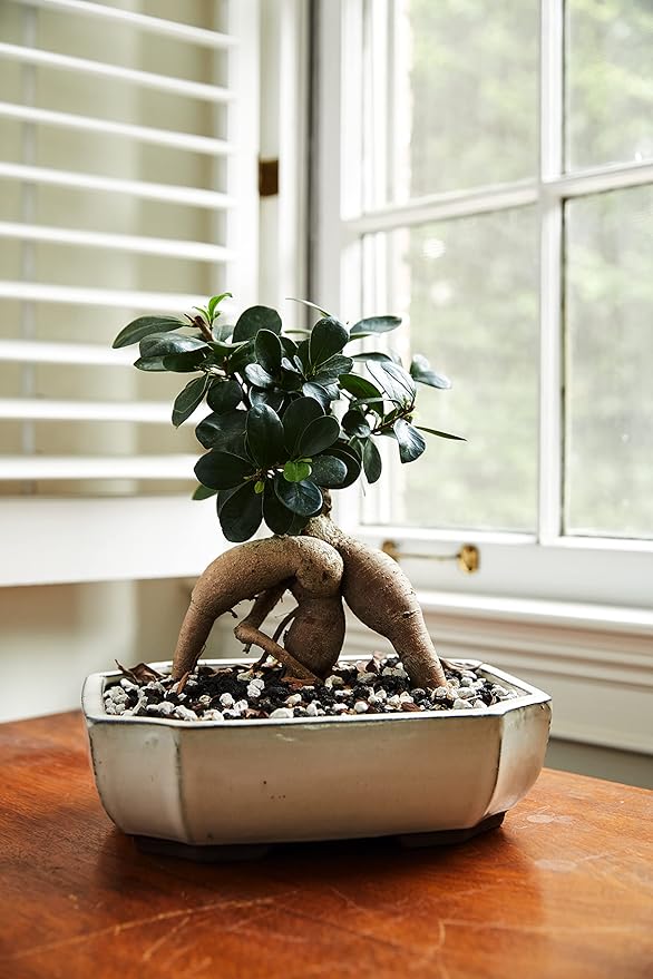 Pumice for Bonsai, Succulent, Cactus. | 20 Quarts Bag | 1/4” Particle Size | The Bonsai Supply