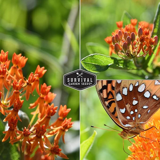 Butterfly Milkweed Seeds for Planting - 3 Packs with Instructions to Grow Asclepias Tuberosa - Attract Butterflies & Help Conservation - Non-GMO Heirloom Open-Pollinated - Survival Garden Seeds