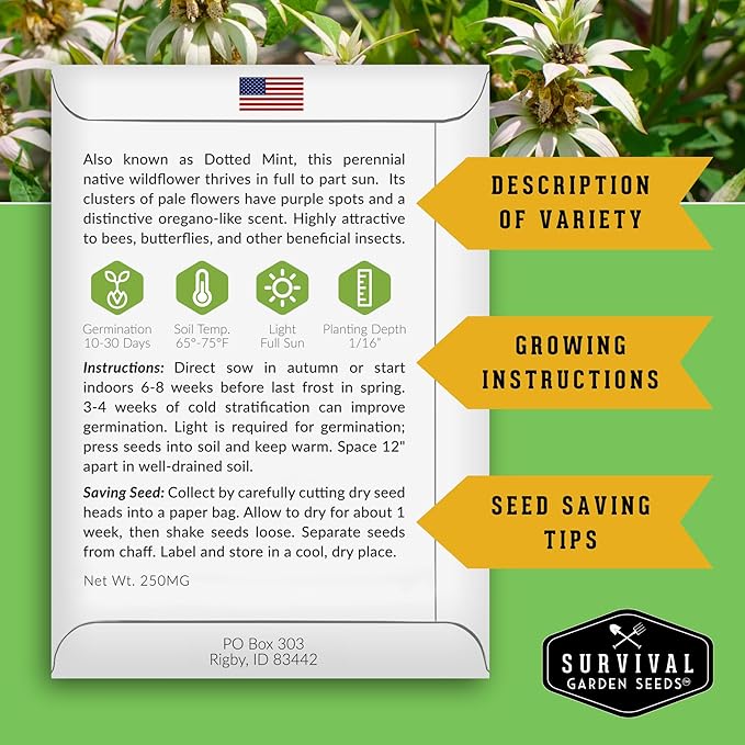 Survival Garden Seeds - Spotted Bee Balm Seed for Planting - 2 Packs with Instructions to Plant & Grow Monarda Punctata Your Home Herb Garden - Dotted Mint Wildflower Non-GMO Heirloom Variety
