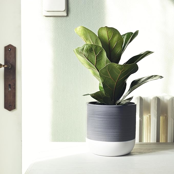 Premium Fiddle Leaf Fig Tree Soil (8 Quarts) - Expert Formula for Vibrant Growth - Nutrient-Rich Potting Mix, Specifically Designed for Healthy Indoor, Outdoor, and Potted Fiddle Fig Plants