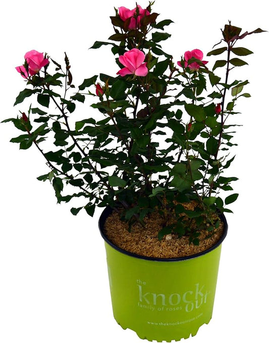 Green Promise Farms Rosa Knock Out` (Reblooming) Rose, 3 Size Container, pink flower