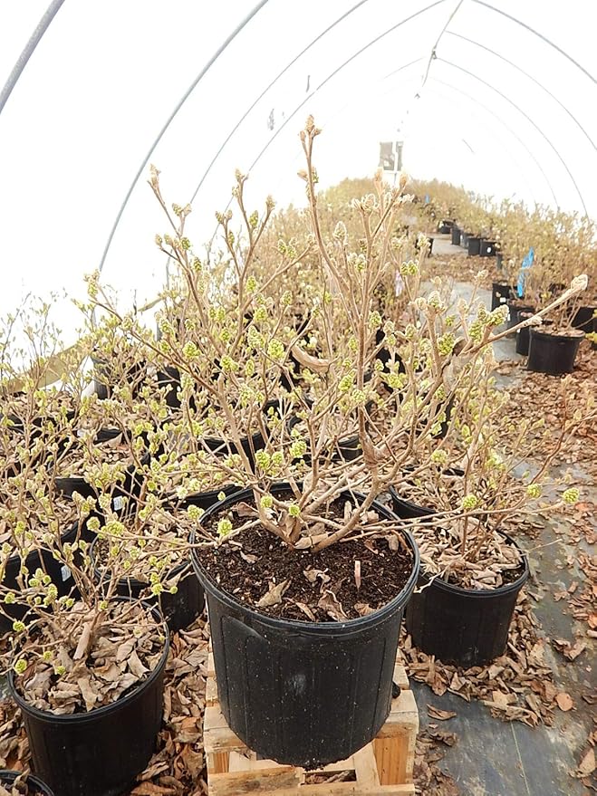 Fothergilla major 'Mt. Airy' (Fothergilla) Shrub, white flowers, #2 - Size Container