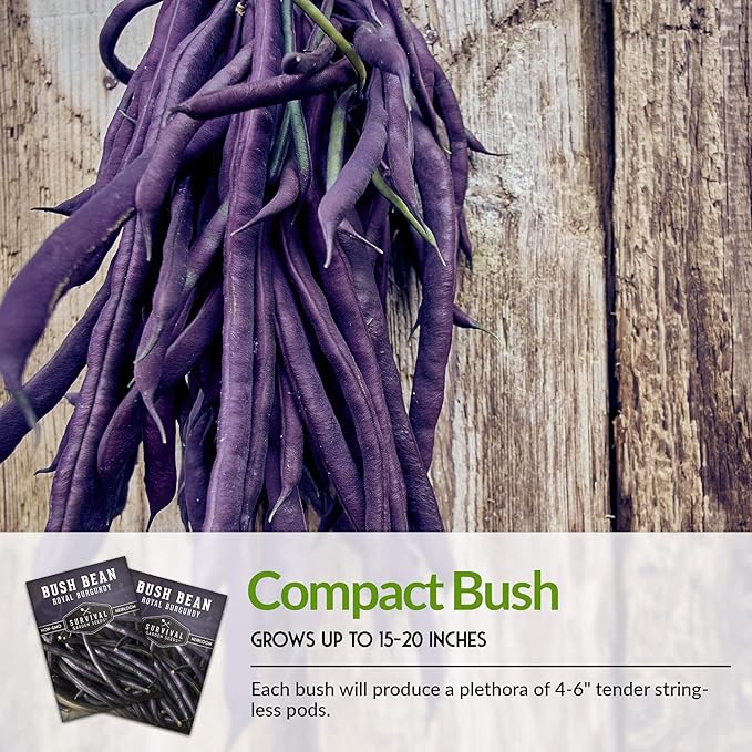 Survival Garden Seeds - Royal Burgundy Bean Seed for Planting - 3 Packs with Instructions to Plant and Grow Stringless Purple Bush Beans in Your Home Vegetable Garden - Non-GMO Heirloom Variety