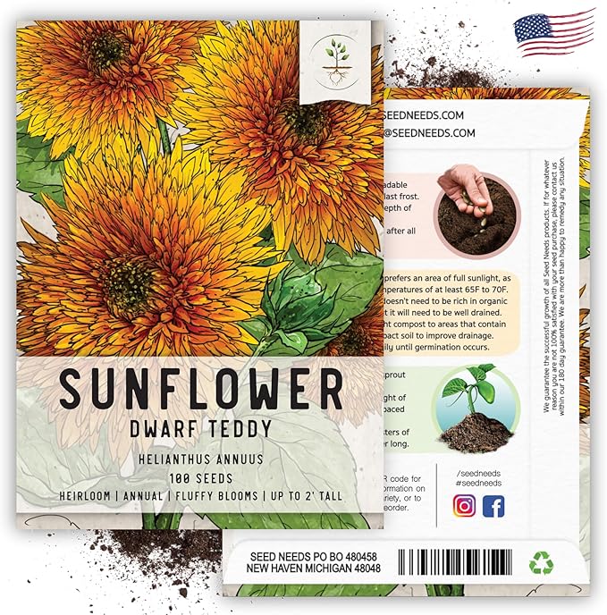Seed Needs, Dwarf Teddy Sunflower Seeds - 100 Heirloom Seeds for Planting Helianthus annuus - Double Petaled Blooms, Attracts Pollinators/Butterflies (2 Packs)