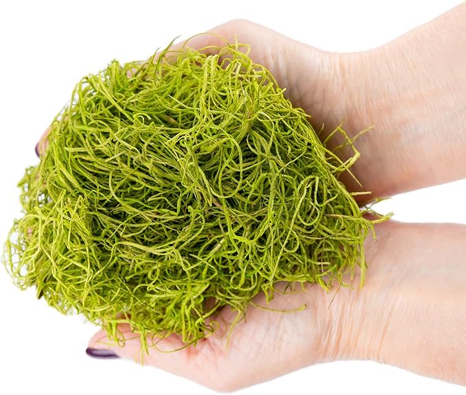 Premium Spanish Moss in Spring Green| Natural Preserved - Great Ground Cover - Filler for Potted Plants - by GARDENERA - 2 Quart Bag