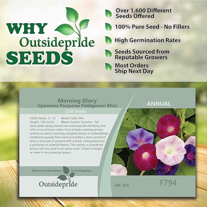 Outsidepride 500 Seeds Annual Ipomoea Purpurea Morning Glory Fieldgrown Climbing Vine Flower Seeds for Planting