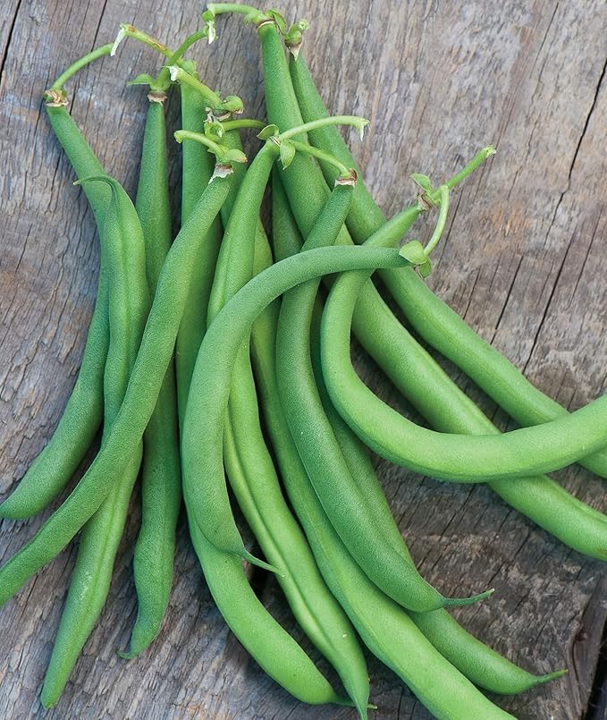 Burpee White Half Runner Pole Bean Seeds 8 ounces of seed