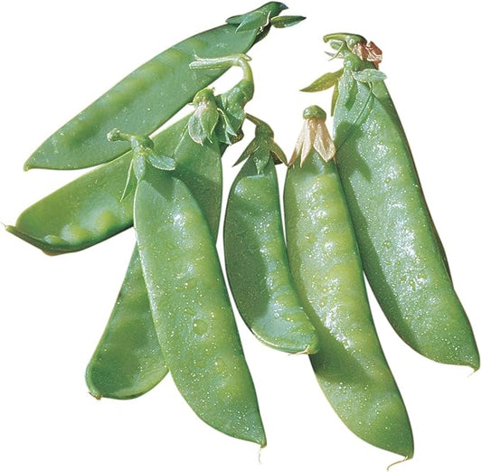 Burpee Mammoth Melting Sugar Pea Seeds 225 seeds