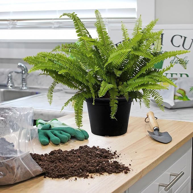 Fern Plant Potting Soil Mix (2 Quarts), Custom Hand Blended Mixture for Indoor/Outdoor Container Gardening