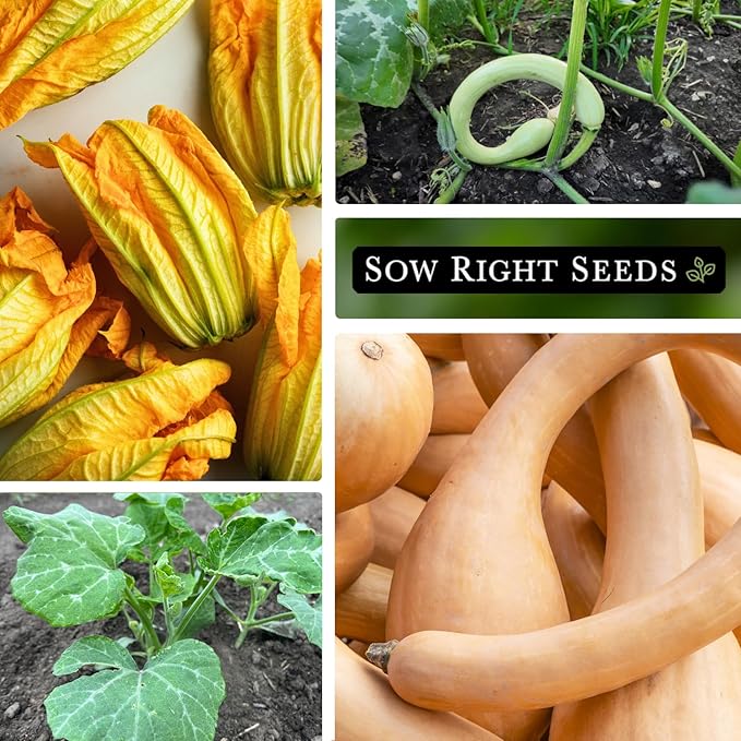 Sow Right Seeds - Tromboncino Rampicante Squash Seeds for Planting - Non-GMO Heirloom Packet with Instructions to Plant a Home Vegetable Garden - Grow Tasty Squash at Home, Great for Cooking
