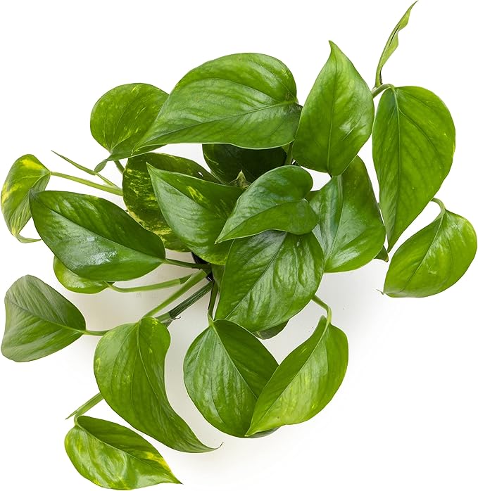 Altman Plants Golden Pothos Plant Live House Plant Live Plants, Trailing Plants Live Houseplants, Golden Pothos Live Plant Houseplant, Live Pothos Devils Ivy Live Plant Vine Money Plant Indoor Plants