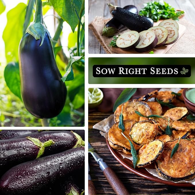 Sow Right Seeds - Black Beauty Eggplant Seed for Planting - Non-GMO Heirloom Packet with Instructions to Plant an Outdoor Home Vegetable Garden - Large Round Fruits, Deep Purple Variety (1)