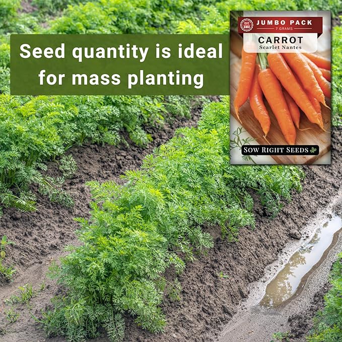Sow Right Seeds - Bulk Scarlet Nantes Carrot Seed for Planting - 7 Grams, 4000 Seeds - Non-GMO Heirloom Jumbo Pack with Instructions to Plant a Home Vegetable Garden - Enjoy a Bountiful Harvest