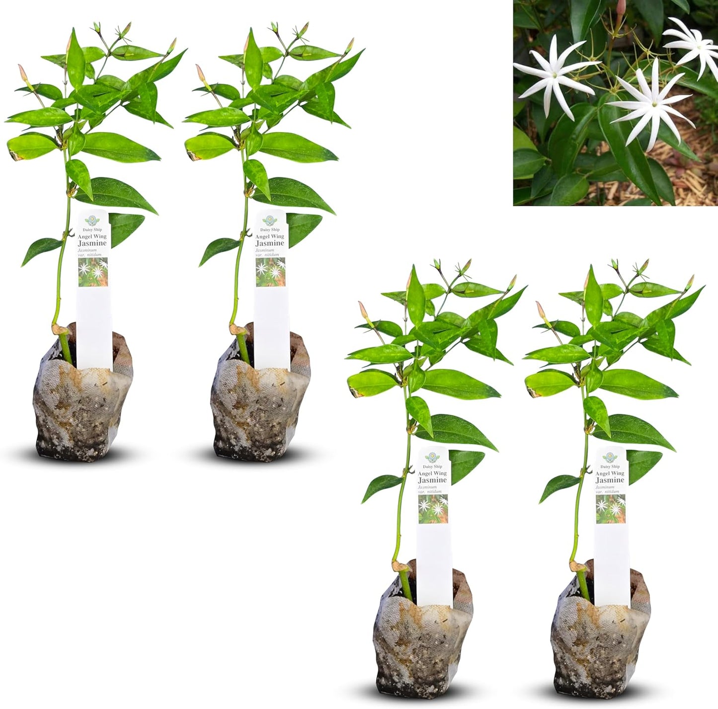 Live Angel Wing Jasmine (Jasminum Nitidum) Plants - Fragrant, White Blooming Evergreen Shrub for Any Garden (4 jas Angel Bags)