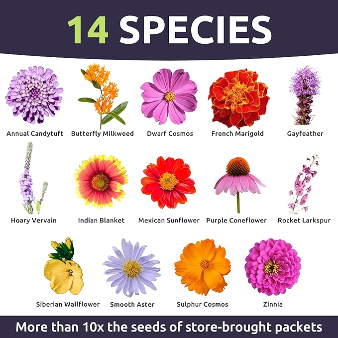 Monarch Butterfly Rescue Mix - Bulk 1/4 Pound Pouch - 44,000 Flower Seeds for Planting - Wildflower Mix